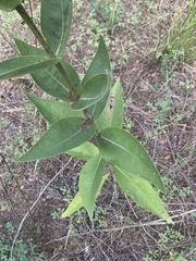 Silphium integrifolium