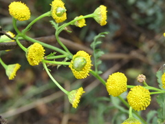 Rhopalomyia tanaceticola