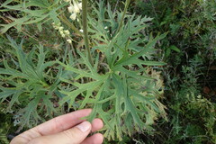 Aconitum barbatum