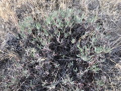 Eriogonum heracleoides