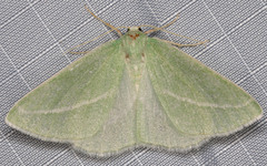 Chlorosea margaretaria