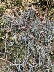 Cladonia squamosa