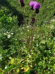 Cirsium dealbatum