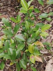 Ficus
