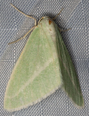 Chlorosea margaretaria