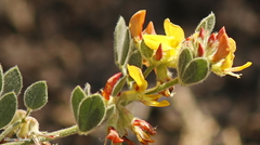 Acmispon decumbens decumbens