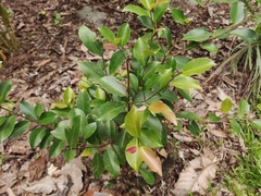 Ficus