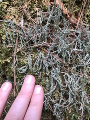Cladonia squamosa