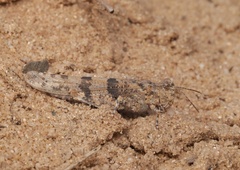 Sphingonotus caerulans