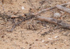 Sphingonotus caerulans