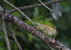 Tettigonia cantans