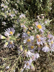 Dieteria canescens