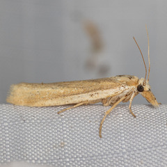 Coenochroa illibella