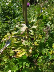 Cirsium dealbatum