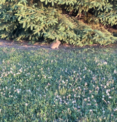 Leporidae