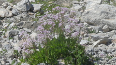 Valeriana montana
