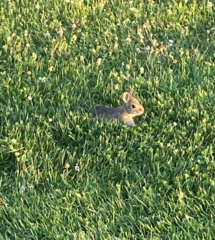 Leporidae
