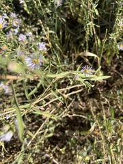 Dieteria canescens