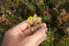 Potentilla