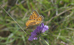 Argynnis niobe