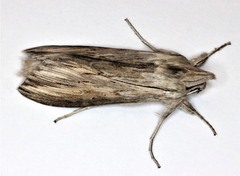Cucullia intermedia