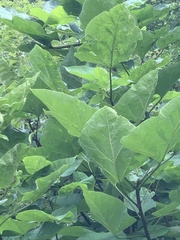 Paulownia tomentosa