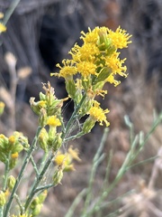 Lepidospartum squamatum