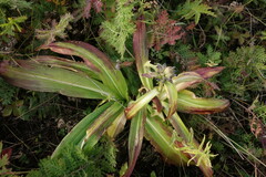 Gentiana macrophylla