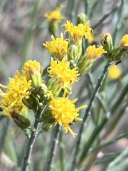 Lepidospartum squamatum