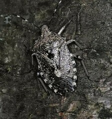 Rhaphigaster nebulosa