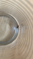 Steatoda grossa