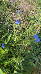 Commelina erecta