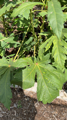 Abelmoschus esculentus