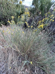 Lepidospartum squamatum