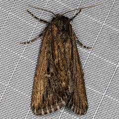 Condica discistriga