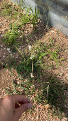 Froelichia floridana