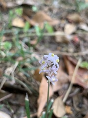 Liriope spicata