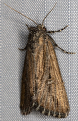 Condica discistriga