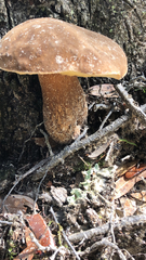 Boletus edulis