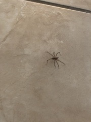 Cheiracanthium mildei