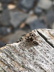 Eris militaris