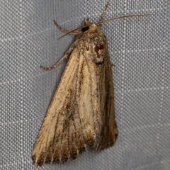 Condica discistriga