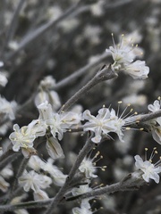 Eriogonum niveum