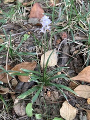 Liriope spicata