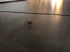 Cheiracanthium mildei