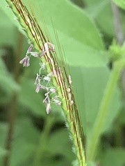 Dichanthium aristatum