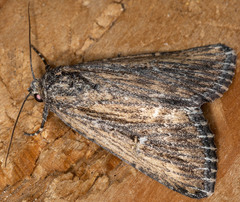 Condica discistriga