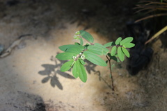 Euphorbia hypericifolia