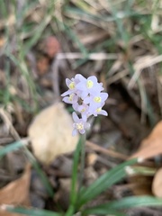 Liriope spicata