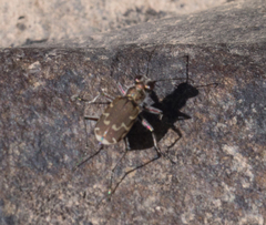 Cicindela repanda
